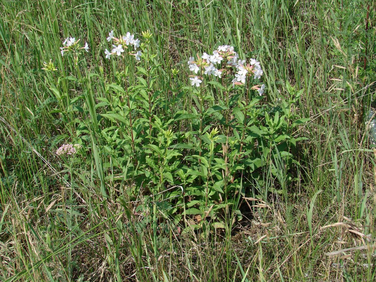 Изображение особи Saponaria officinalis.