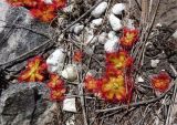 Drosera cuneifolia