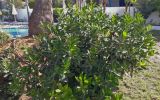Acokanthera oblongifolia. Плодоносящее растение. Кипр, г. Айа-Напа, в озеленении частной территории. 04.10.2018.