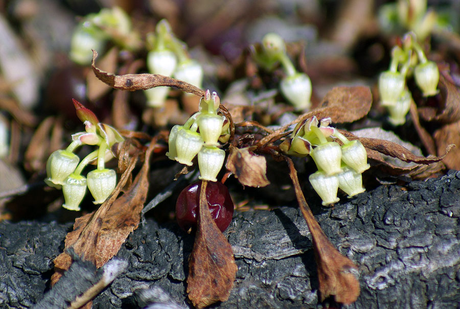 Изображение особи Arctous erythrocarpa.