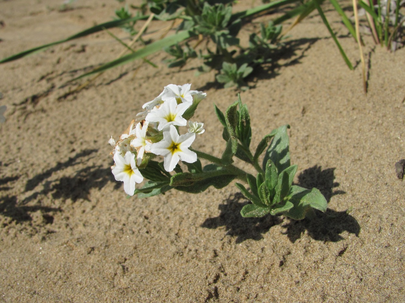 Image of Argusia sibirica specimen.