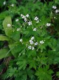 Geranium krylovii