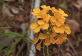 Erysimum amurense