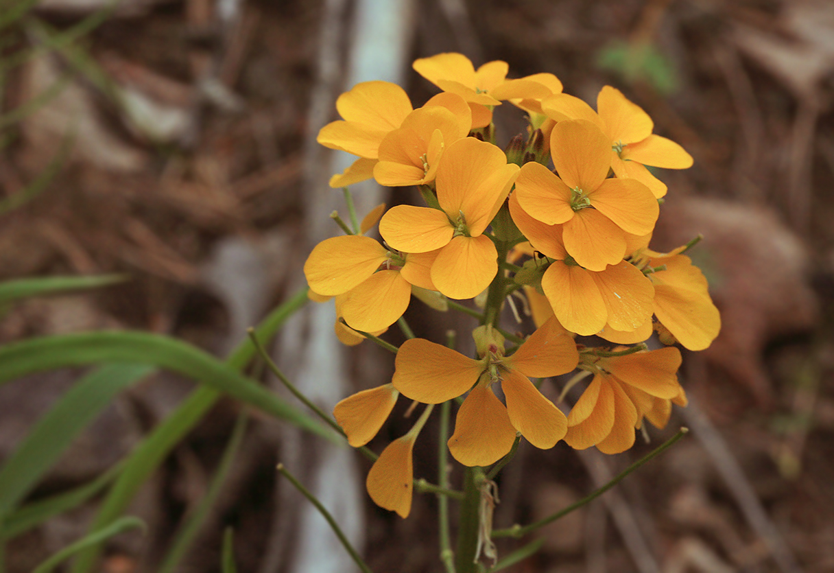 Изображение особи Erysimum amurense.