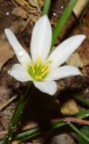 Zephyranthes candida