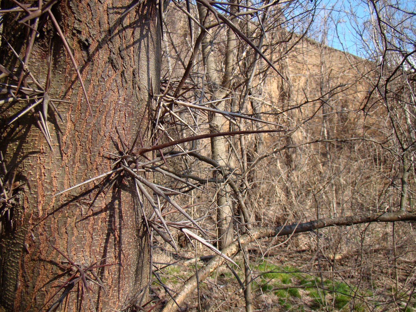 Изображение особи Gleditsia triacanthos.