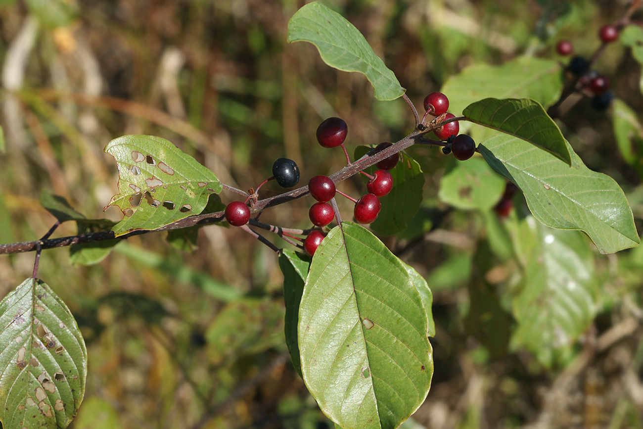 Изображение особи Frangula alnus.