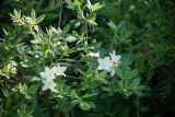 genus Rhododendron