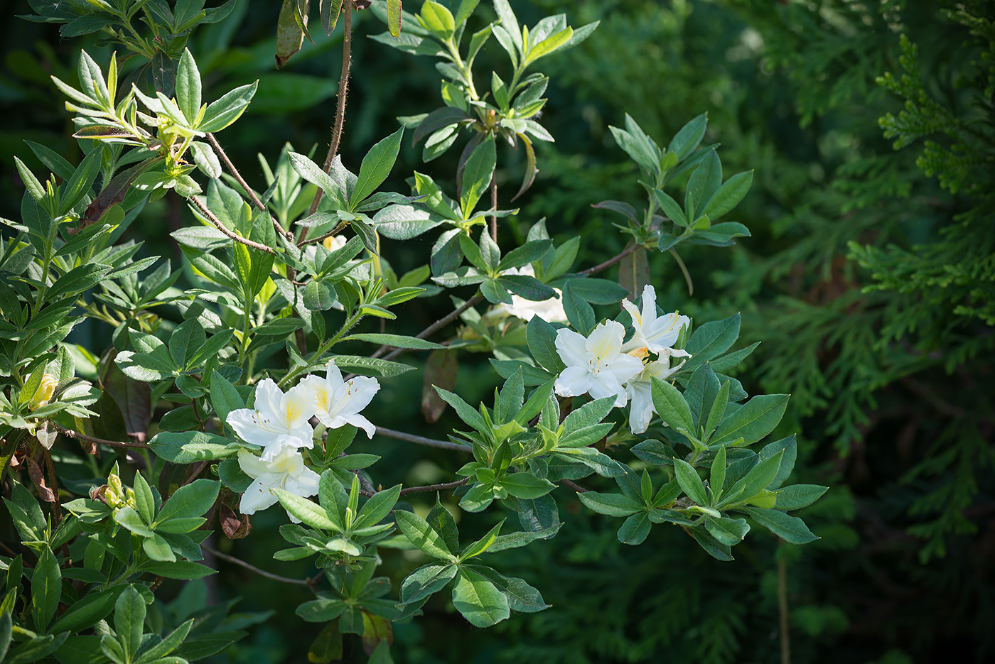 Изображение особи род Rhododendron.