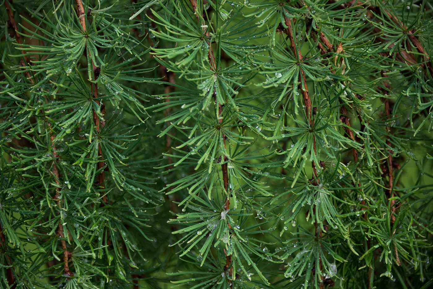 Image of Larix kaempferi specimen.