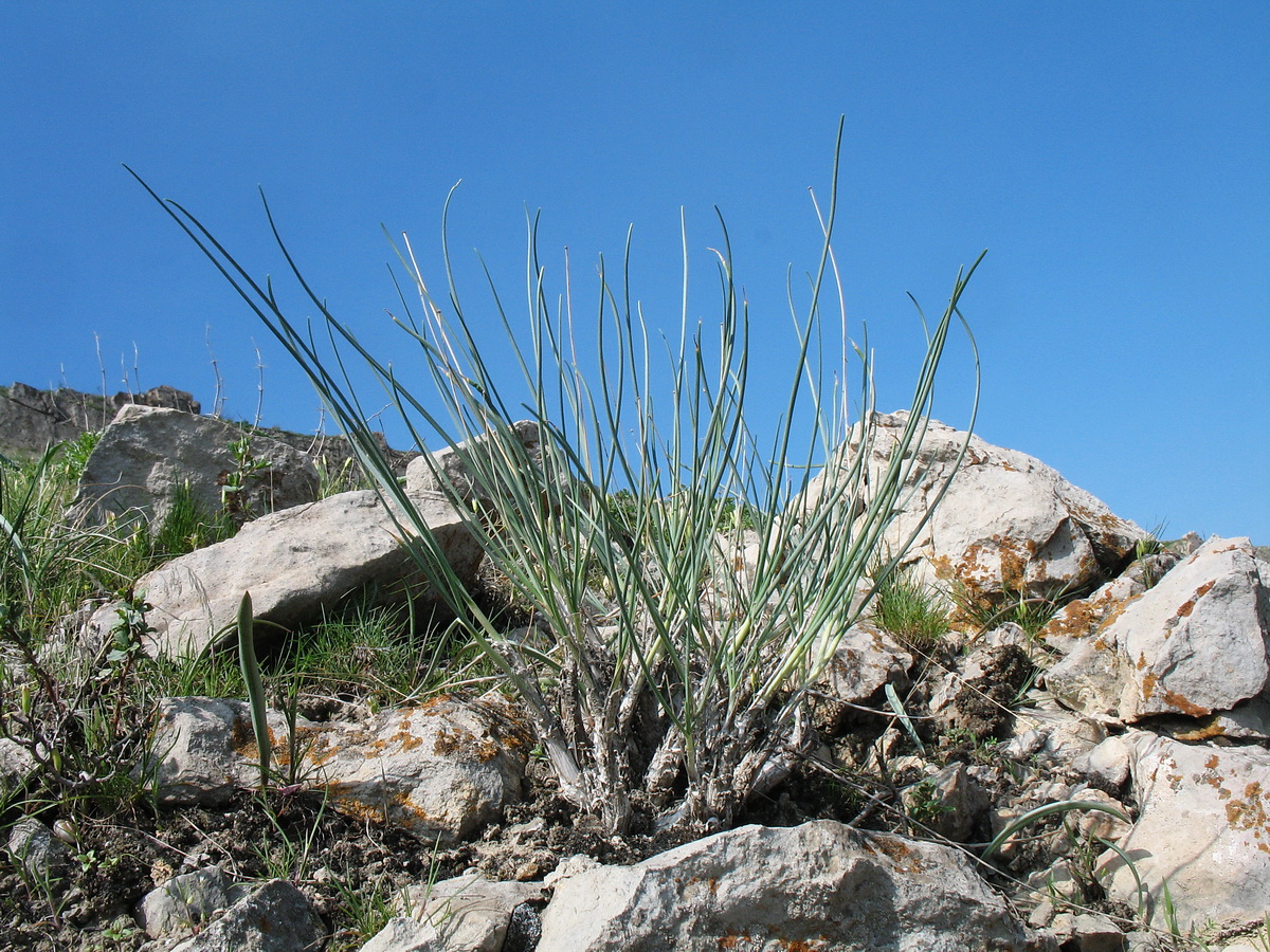 Изображение особи Allium talassicum.