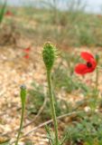 Papaver hybridum. Верхушка стебля с завязавшимся плодом (в окружении Papaver minus). Крым, Арабатская стрелка, сообщество псаммофитов. 2 мая 2019 г.