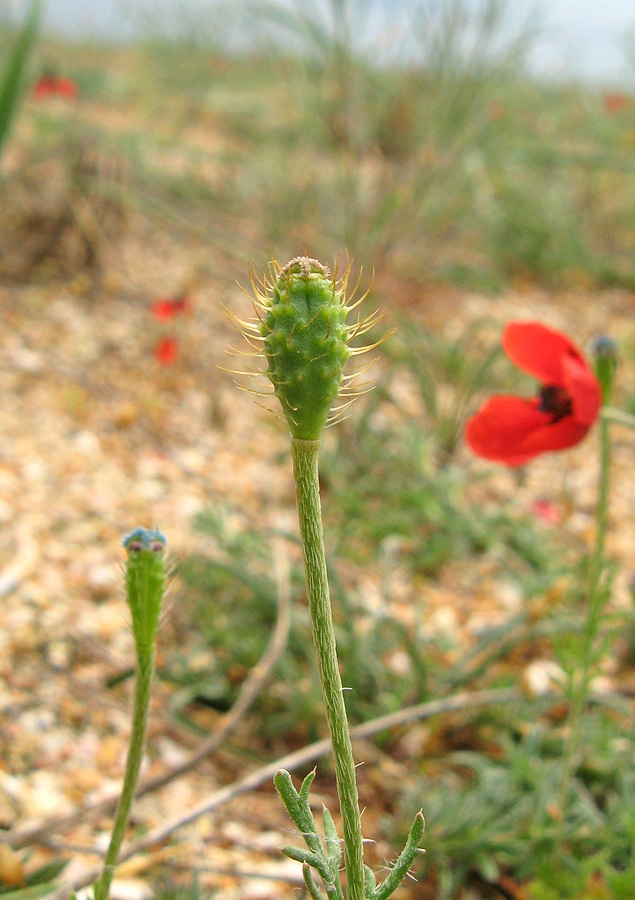 Изображение особи Papaver hybridum.