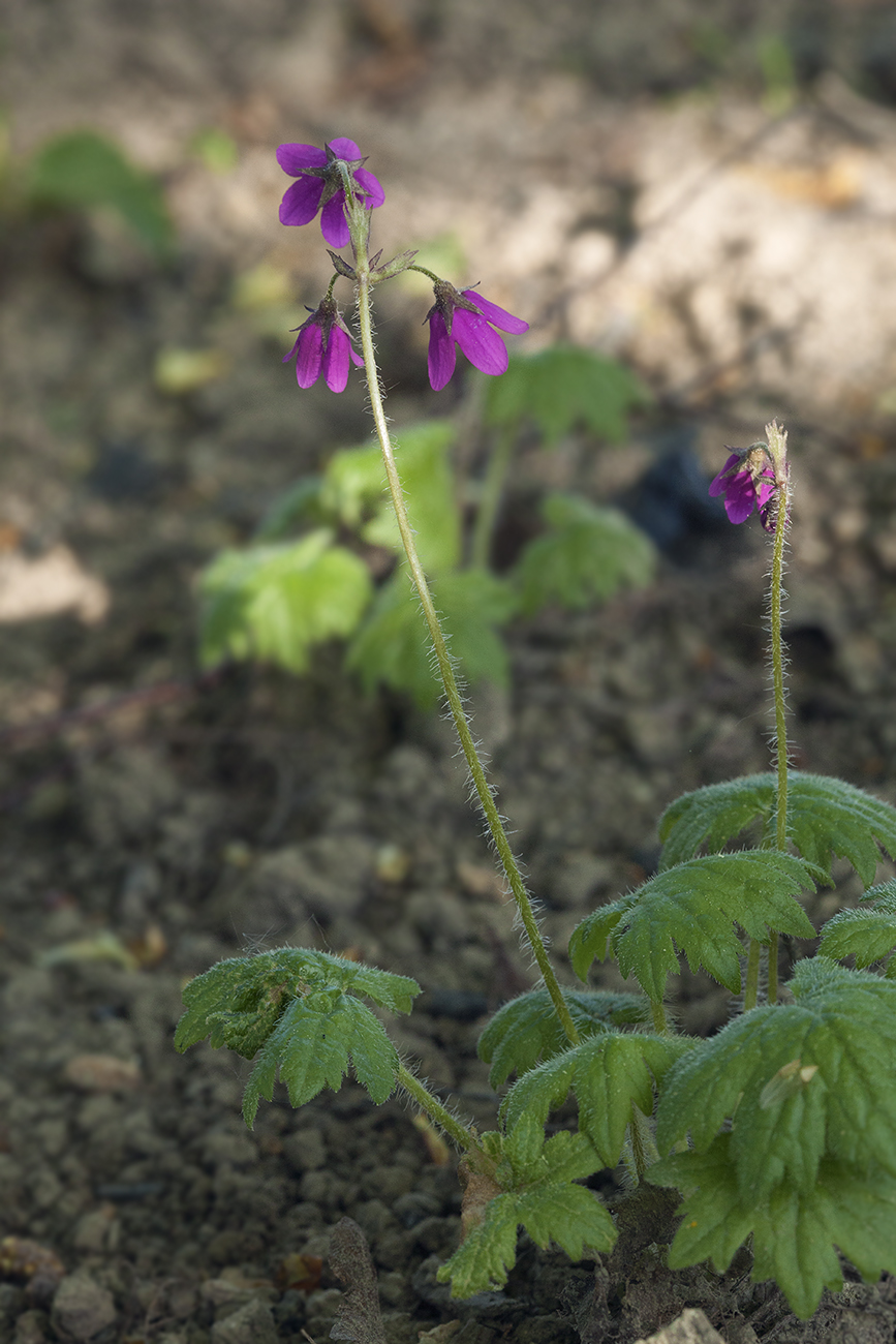 Изображение особи Cortusa sachalinensis.