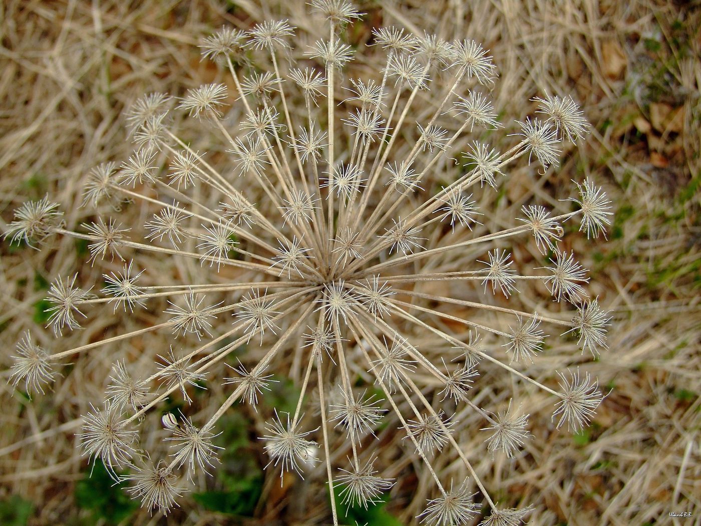 Image of Coelopleurum gmelinii specimen.