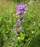 Campanula glomerata