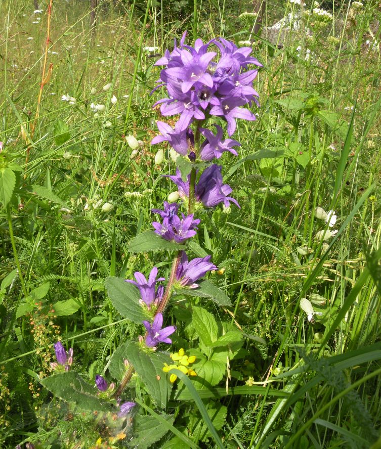 Image of Campanula glomerata specimen.