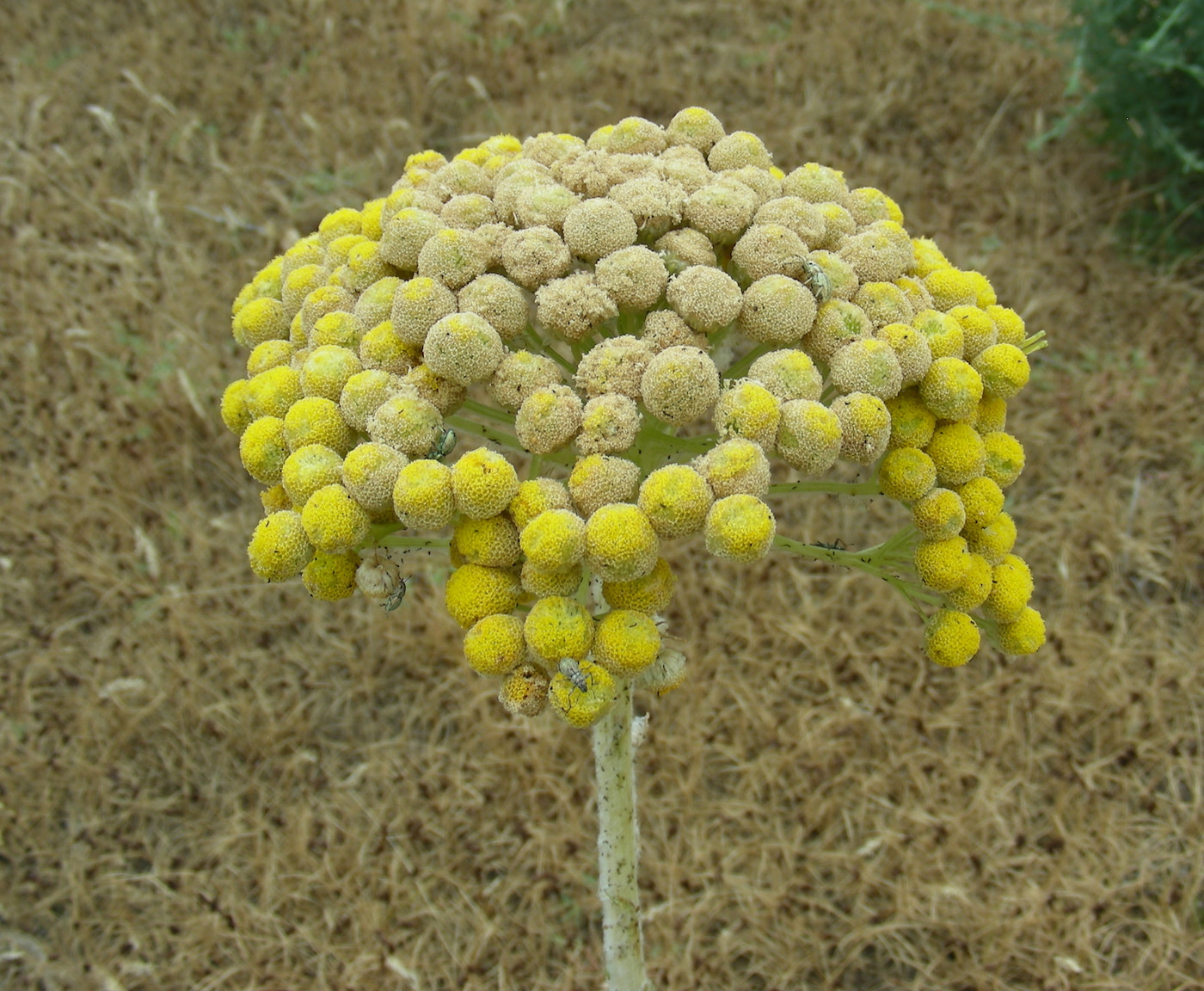 Image of Pseudohandelia umbellifera specimen.