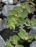 Euphorbia prostrata. Побеги с завязавшимися плодами (в сообществе с Euphorbia serpens - в нижн. части снимка). Испания, автономное сообщество Каталония, провинция Жирона, комарка Баш Эмпорда, муниципалитет Калонже, сорное на щебневой отсыпке участка, рудеральное местообитание. 13.06.2019.