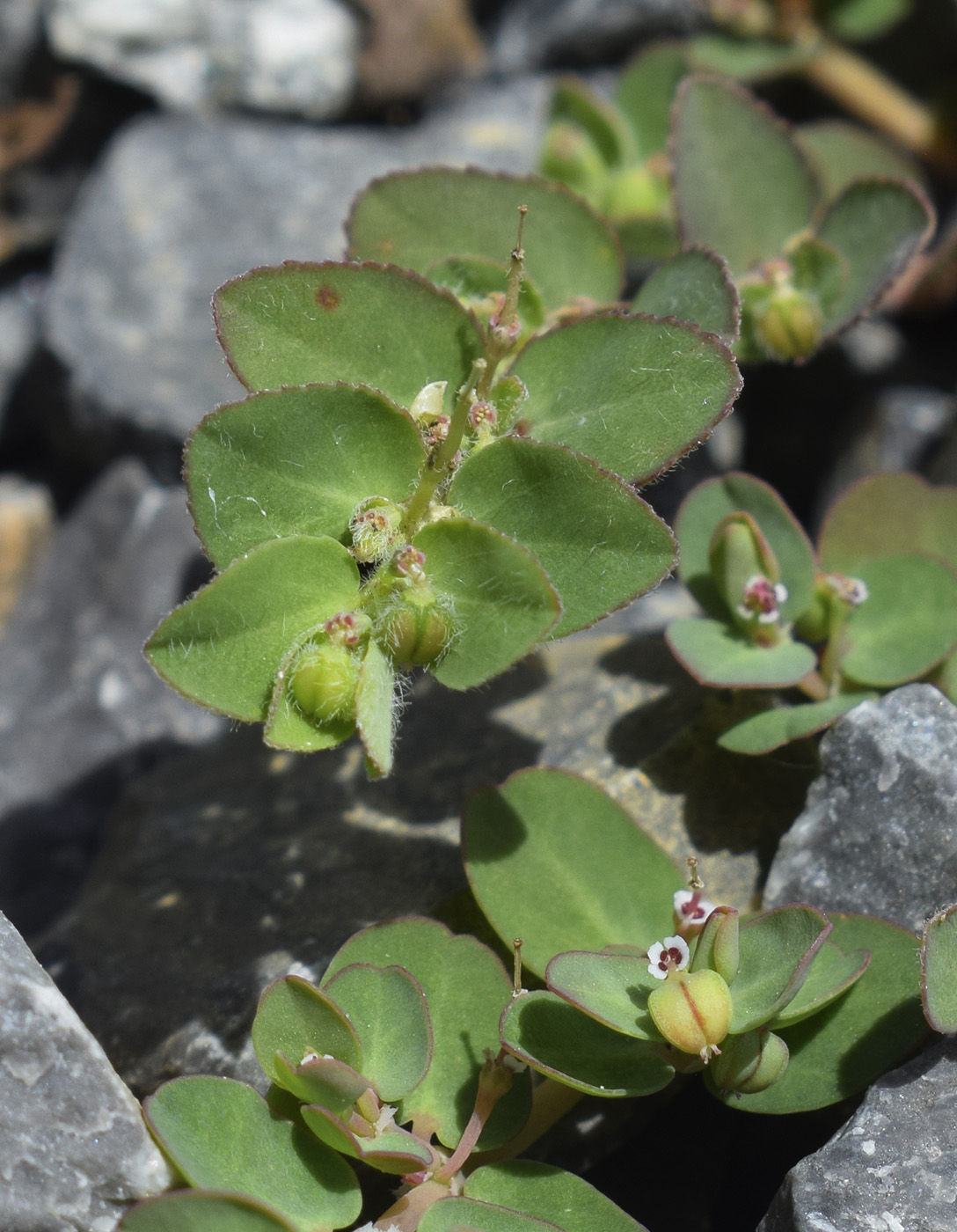 Изображение особи Euphorbia prostrata.