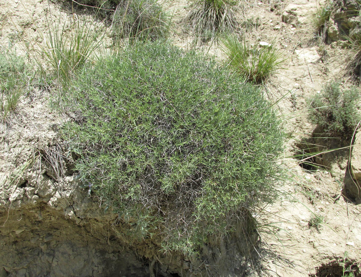 Image of Onobrychis cornuta specimen.