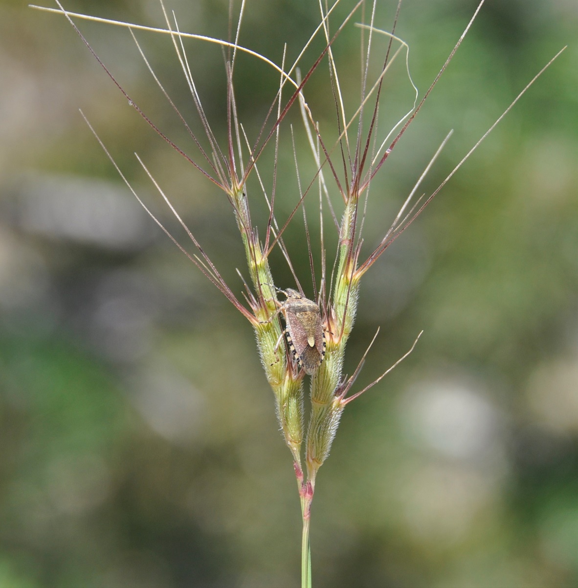 Image of Aegilops comosa specimen.