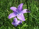 Campanula altaica. Цветок c жуком. Казахстан, Калбинский Алтай, окр. пер. Таргын и оз. Верхние Таинты, сосновый бор на гранитах. 21 июня 2019 г.