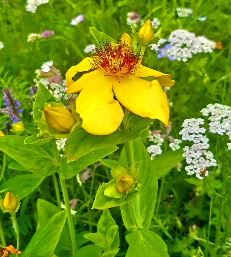 Image of Hypericum ascyron specimen.