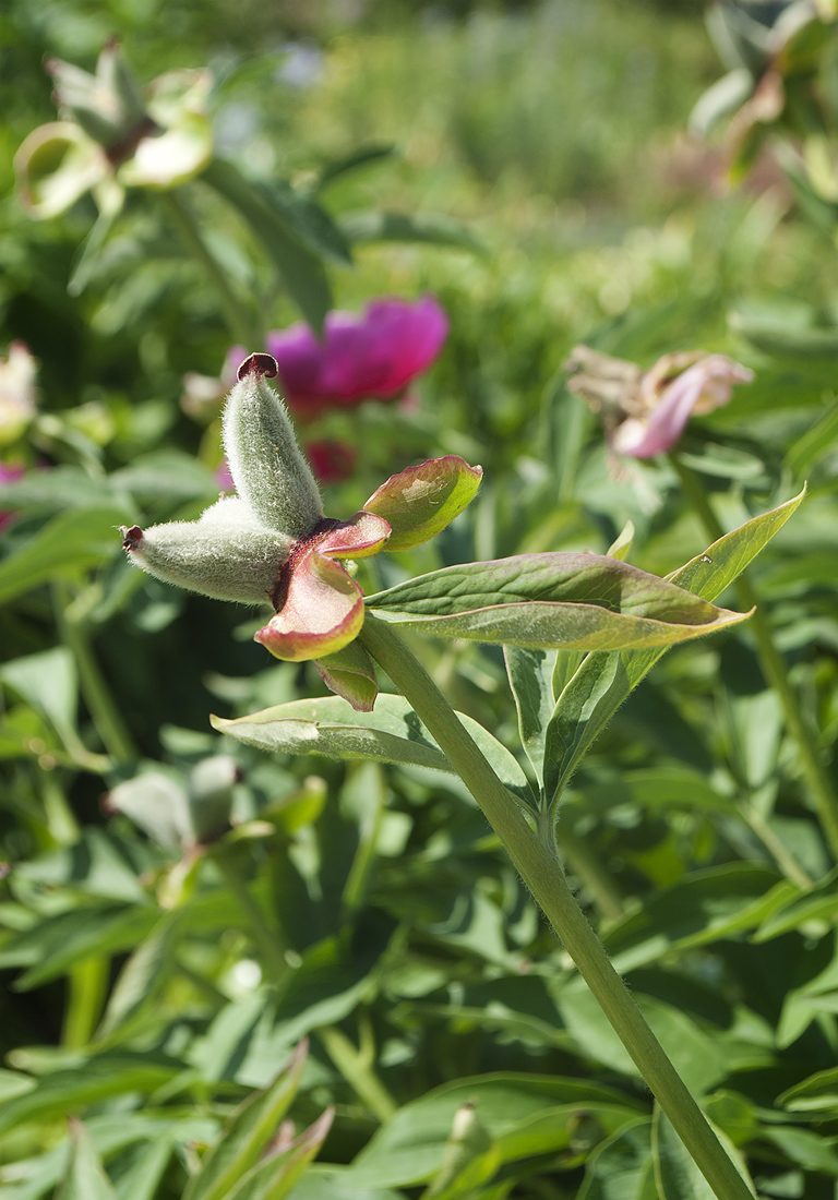 Image of Paeonia officinalis specimen.