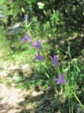 Campanula lambertiana
