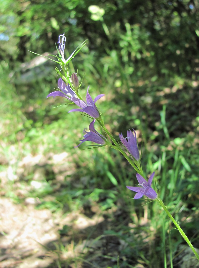 Image of Campanula lambertiana specimen.