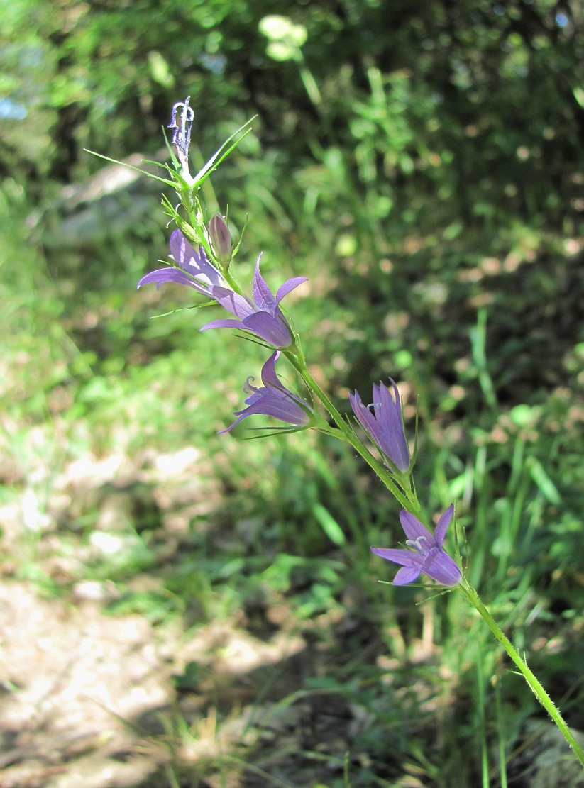 Изображение особи Campanula lambertiana.