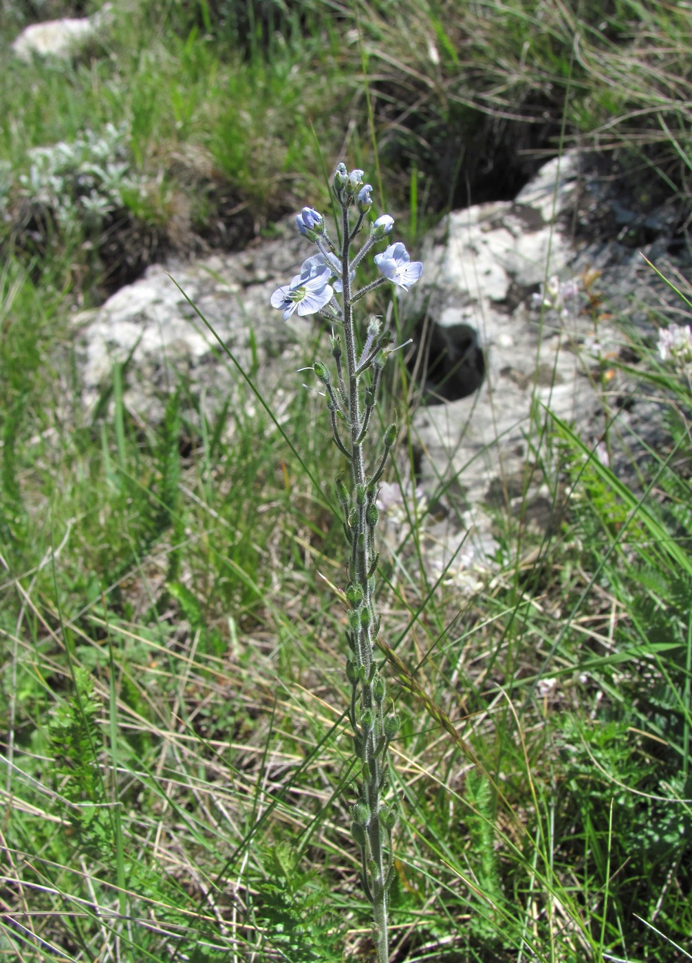 Image of Veronica gentianoides specimen.