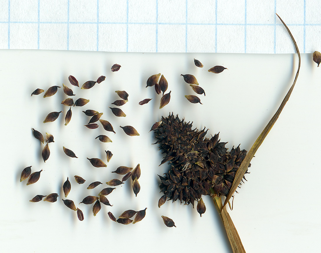 Image of Carex melanocephala specimen.