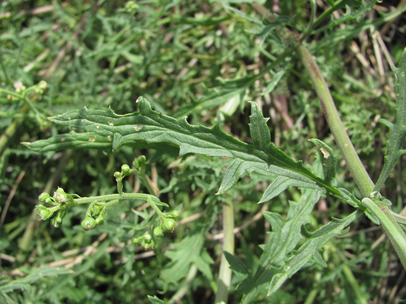 Image of Scrophularia cinerascens specimen.