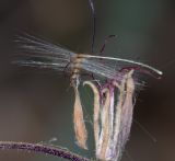 Pelargonium tetragonum