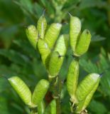 Aconitum napellus. Соплодие. Москва, парк \"Коломенское\", \" Аптекарский огород\", в культуре. Август 2019 г.