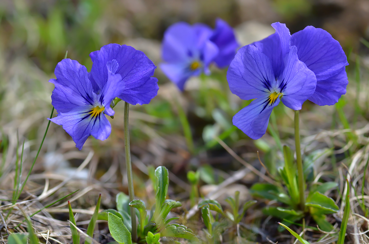 Изображение особи Viola oreades.