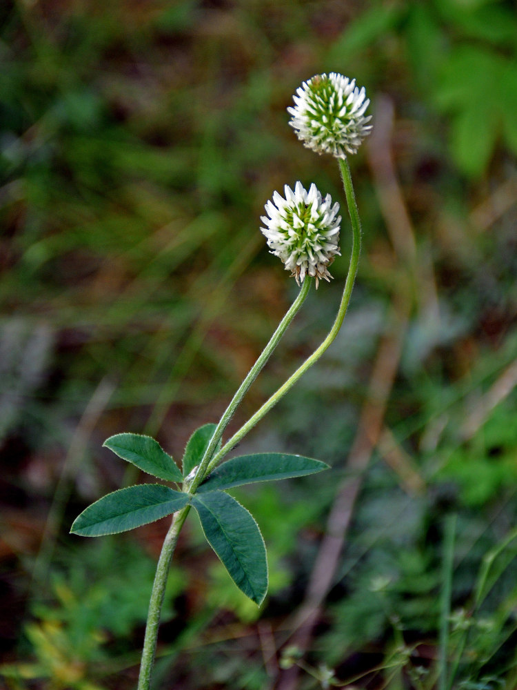 Изображение особи Trifolium montanum.