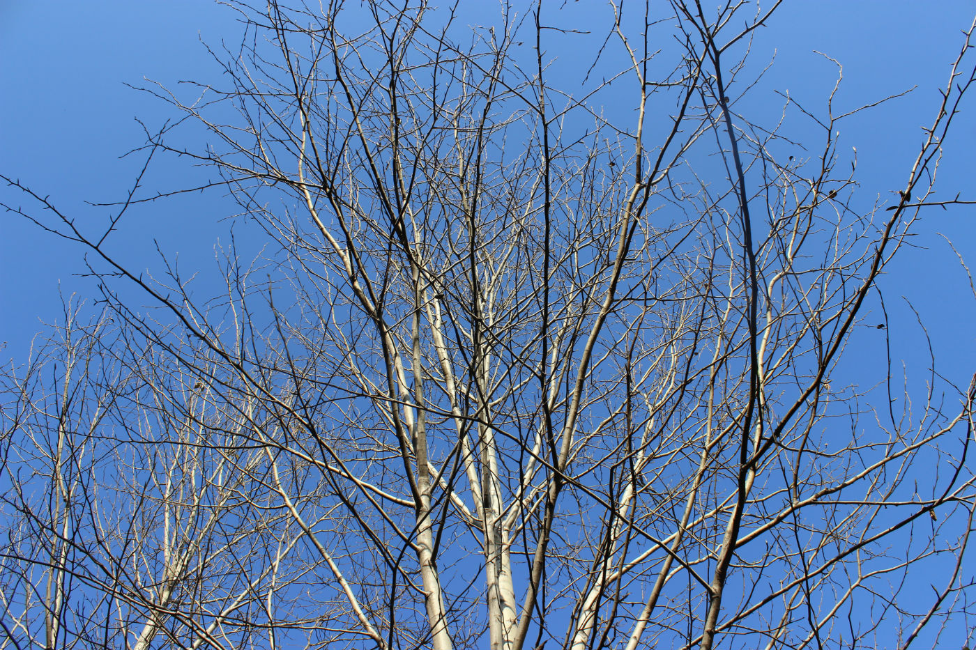 Image of Populus koreana specimen.