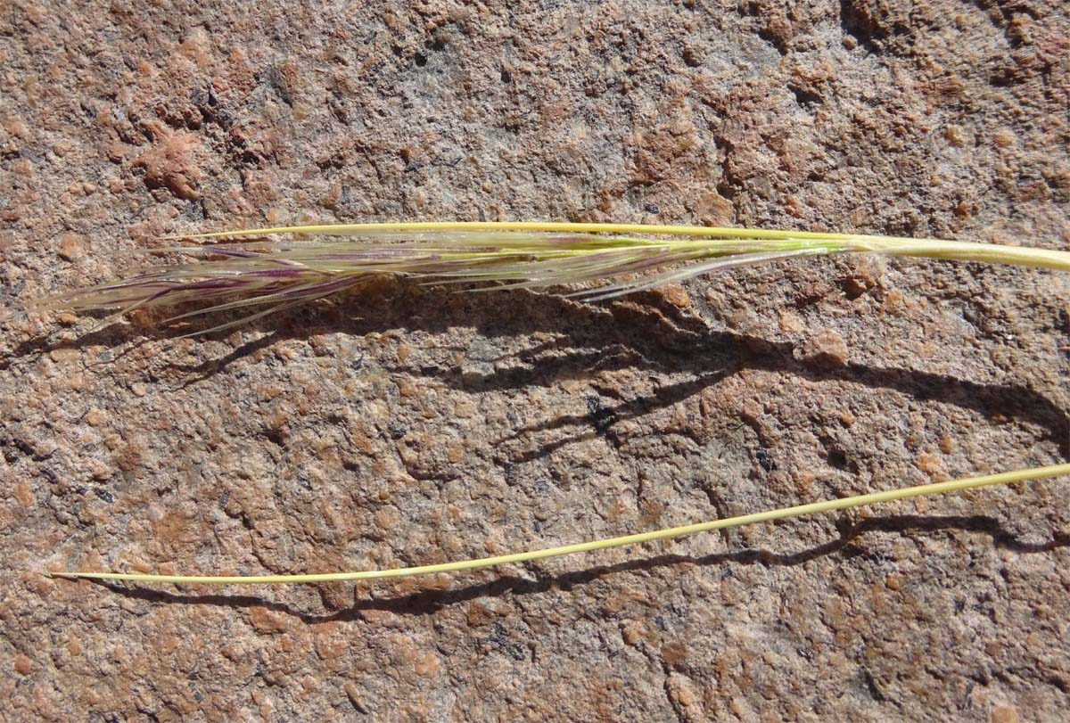 Image of Jarava ichu specimen.