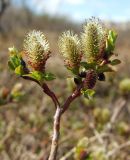 Salix fuscescens