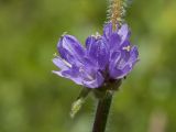 Campanula cervicaria. Соцветие (один из цветков аномальный - 4-членный). Ленинградская обл., Гатчинский р-н, окр. дер. Авколево, карьер \"Елизаветино\", зарастающий кустарниками луг на месте выработки известняка, склон канавы. 29.06.2019.