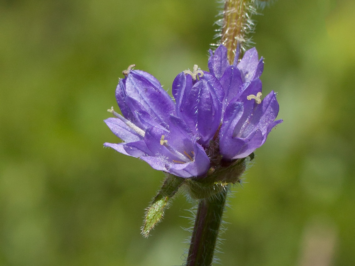 Image of Campanula cervicaria specimen.