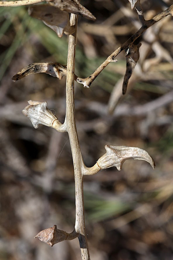 Image of Cakile maritima specimen.