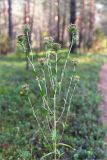 Carlina fennica