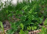 Vicia sepium. Цветущие растения. Алтай, Майминский р-н, берег р. Катунь у стелы \"Республика Алтай\", заросли тополей и ив на берегу реки. 09.06.2019.