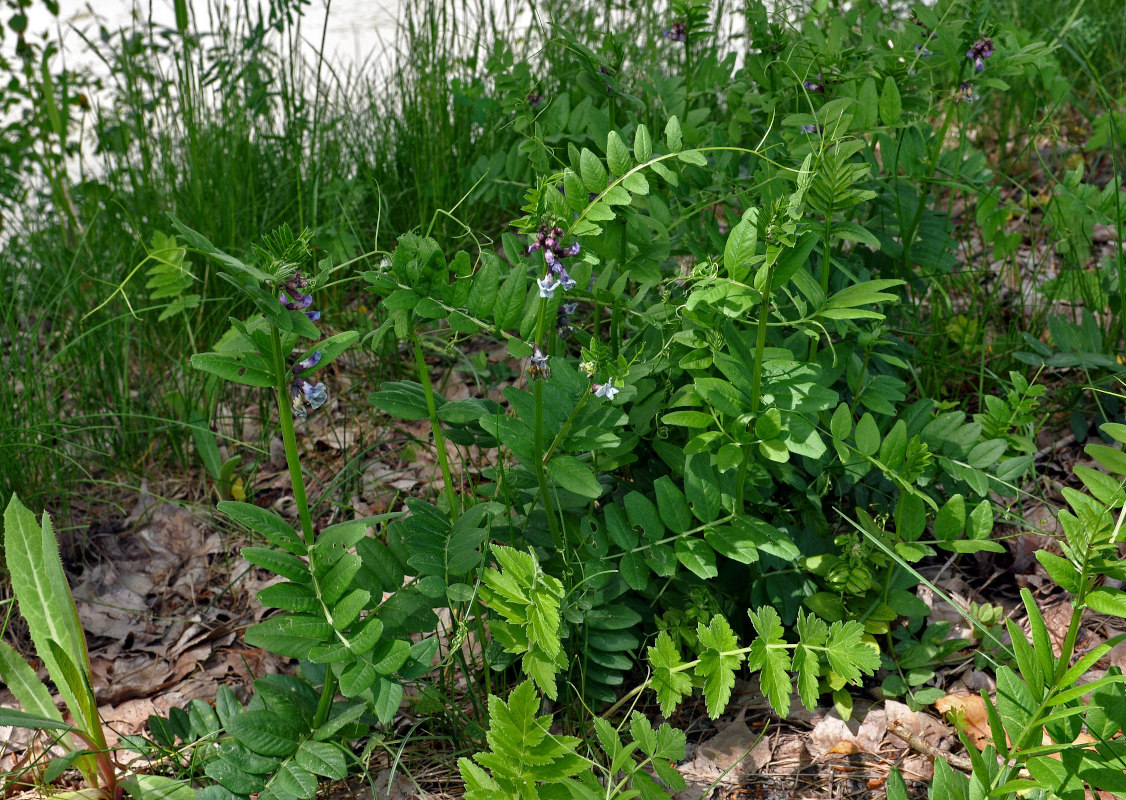 Image of Vicia sepium specimen.