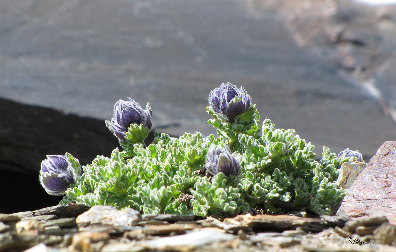 Image of Nepeta lipskyi specimen.