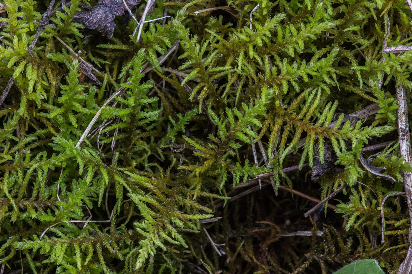 Image of Abietinella abietina specimen.